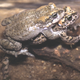 Image for article titled The bizarre toad that's part clone, part lover, and all hybrid